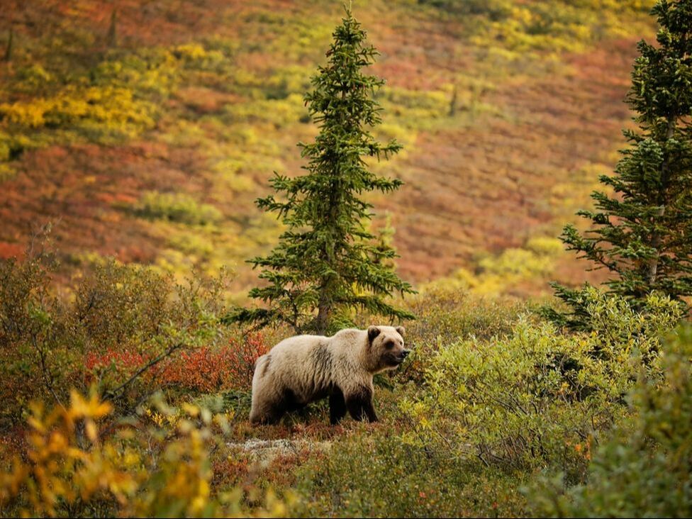 Denali National Park, Alaska Grizzly Bear walking through fall colors with background in soft focus
